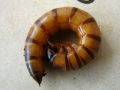 Zophobas morio