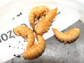 Zophobas morio