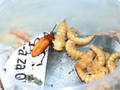 Zophobas morio