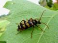 Plagionotus sp.