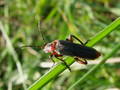 Cantharis sp.