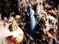 Carabus violaceus, ljubičasti trčak
