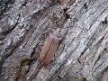 Aegosoma scabricornis