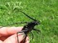 Cerambyx cerdo, velika hrastova strizibuba