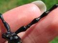 Cerambyx cerdo, velika hrastova strizibuba