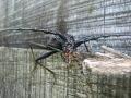 Cerambyx cerdo, velika hrastova strizibuba