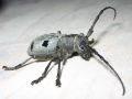 Morimus funereus