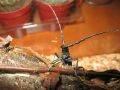 Microcerambyx scopolii, mala hrastova strizibuba