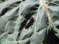 Phymatodes testaceus