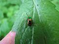 Dlochrysa fastuosa, zlatica