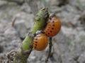 Doryphora decemlineata, krumpirova zlatica