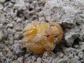 Doryphora decemlineata, krumpirova zlatica