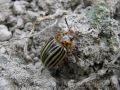 Doryphora (Leptinotarsa) decemlineata, krumpirova zlatica