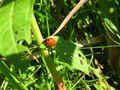 Coccinella septempunctata, božja ovčica sa 7 točaka