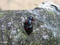 Exochomus quadripustulatus
