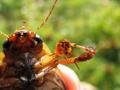 Dytiscus marginalis, obrubljeni kozak
