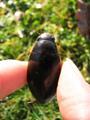 Dytiscus marginalis, obrubljeni kozak
