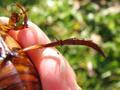 Dytiscus marginalis, obrubljeni kozak