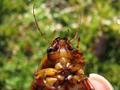 Dytiscus marginalis, obrubljeni kozak