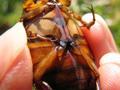 Dytiscus marginalis, obrubljeni kozak