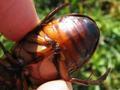 Dytiscus marginalis, obrubljeni kozak