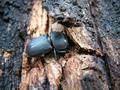 Lucanus cervus, jelenak