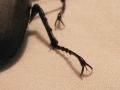 Lucanus cervus, jelenak