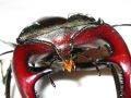 Lucanus cervus, jelenak