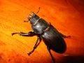 Lucanus cervus, jelenak