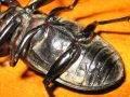 Lucanus cervus, jelenak