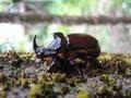 Oryctes nasicornis, nosorožac