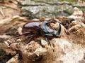 Oryctes nasicornis, nosorožac