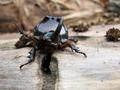 Oryctes nasicornis, nosorožac