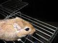 Meriones unguiculatus, gerbil ili mongolski skočimiš