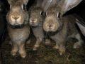 Oryctolagus cuniculus, kunić