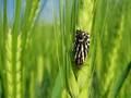 Emmelia trabealis
