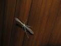Pterophorus sp.