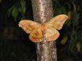 Antheraea yamamai