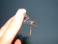 Myrmeleontidae, mravlji lavovi