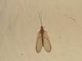 Hemerobius sp.