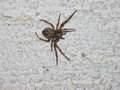 Araneus diadematus
