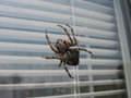 Araneus angulatus