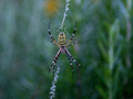Argiope bruennichi