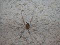 Pholcus sp.