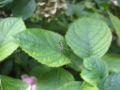 Genus sp.