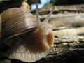 Helix pomatia, veliki vinogradnjak