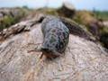 Limax maximus, veliki balavac