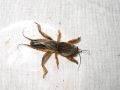 Gryllotalpa gryllotalpa, rovac, mrmak
