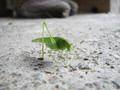 Tettigonia cantans, zeleni konjic