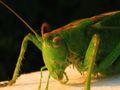 Locusta viridissima